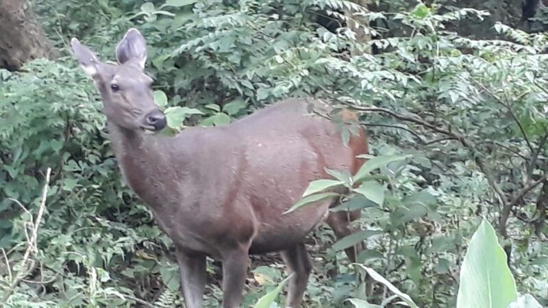 From Kathmaandu: 3 Day 2 Night Chitwan National Park Tour - Final Thoughts