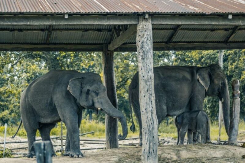 From Kathmandu: 3-Day Chitwan National Park Tour - From Kathmandu: 3-Day Chitwan National Park Tour