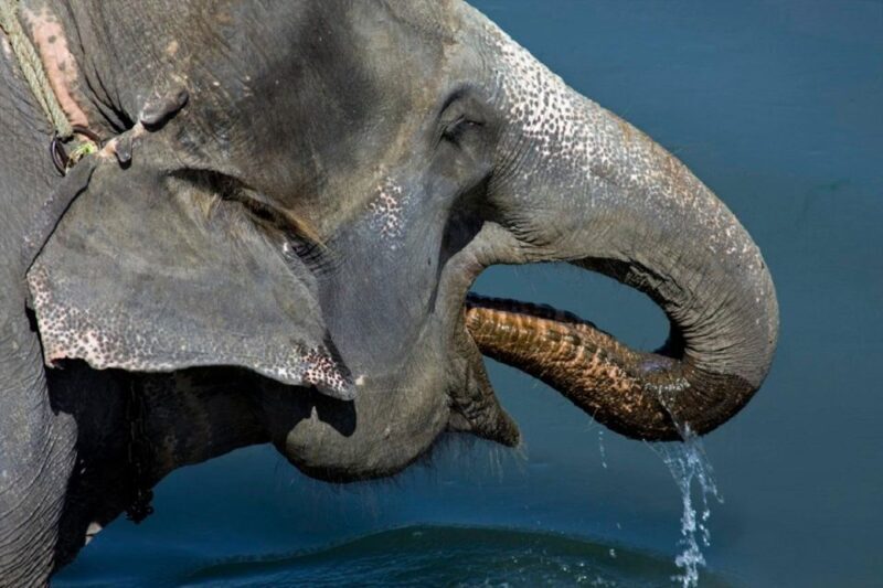 From Kathmandu: 3-Day Chitwan National Park Tour - Exploring the Landscape and Culture of Chitwan