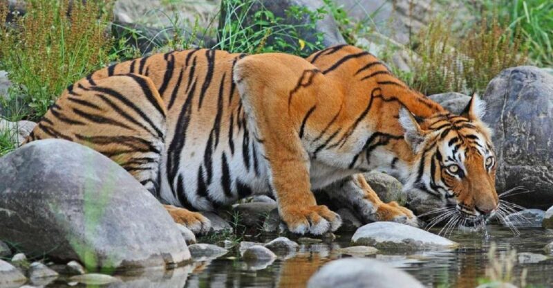 From Kathmandu: 3-Day Chitwan National Park Tour - The Value and Who Should Consider This Tour