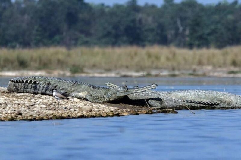 From Kathmandu: 3-Day Chitwan National Park Tour - Final Thoughts