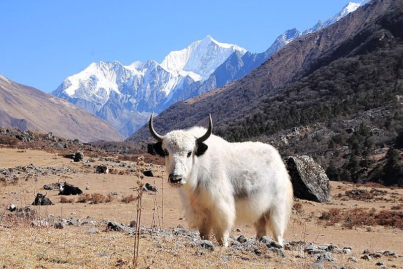 From Kathmandu: 6-Day Langtang Valley Guided Trek - Practical Details & Value