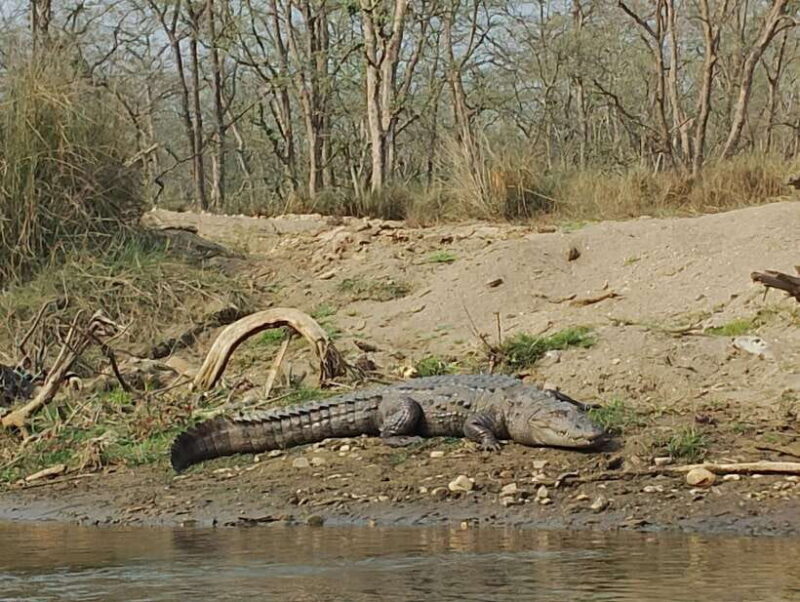 From Kathmandu or Pokhara: 4-Day Chitwan National Park Tour - Key Points