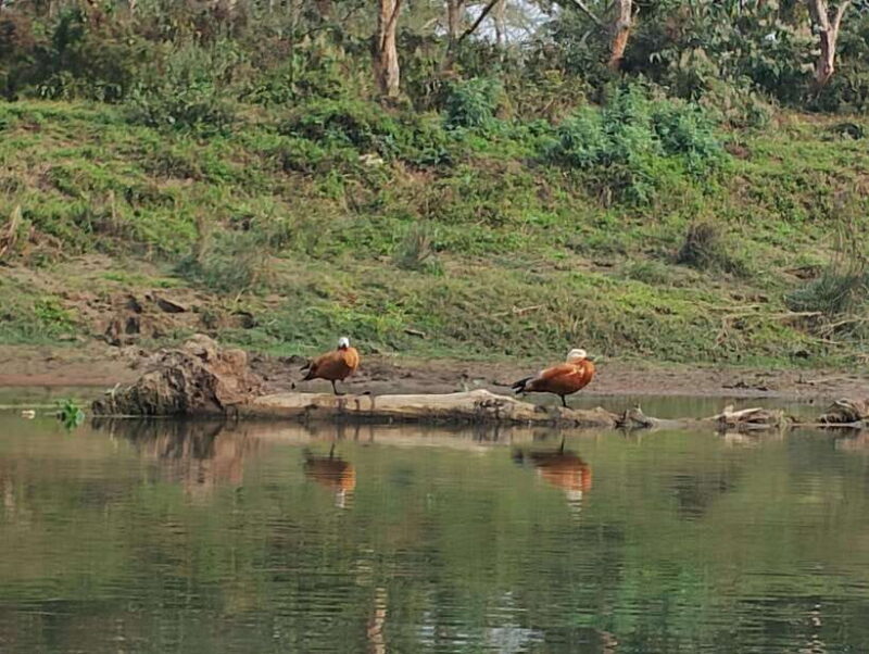 From Kathmandu or Pokhara: 4-Day Chitwan National Park Tour - What’s Included and What You Should Consider