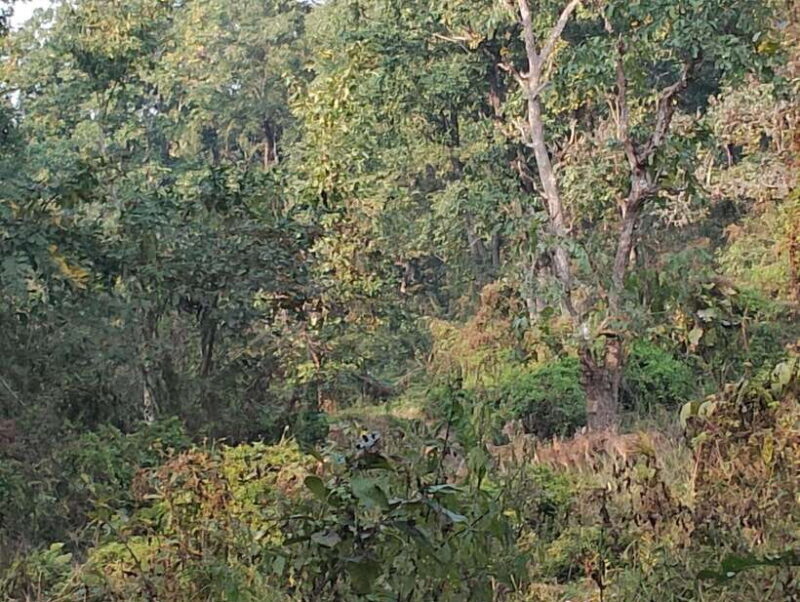 From Kathmandu or Pokhara: 4-Day Chitwan National Park Tour - The Authentic Experience and Why It Matters