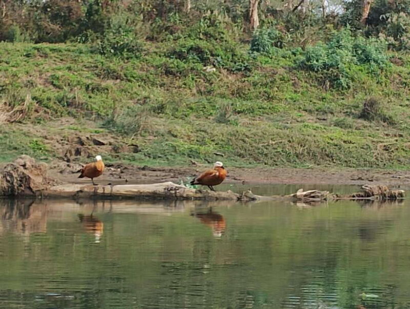 From Kathmandu or Pokhara: 5-Day Chitwan National Park Tour - Final Thoughts: Is This Tour Right for You?