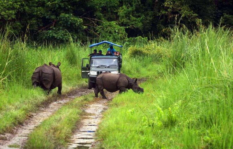 From Kathmandu/Pokhara: 2, 3, or 4-Day Chitwan Jungle Safari - Practical Details and What to Expect
