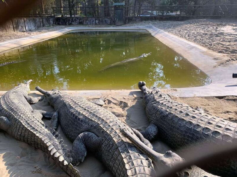 From Kathmandu/Pokhara: 2, 3, or 4-Day Chitwan Jungle Safari - The Value of the Tour