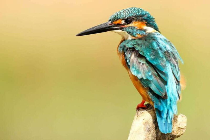 From Kathmandu/Pokhara: 2, 3, or 4-Day Chitwan Jungle Safari - FAQ