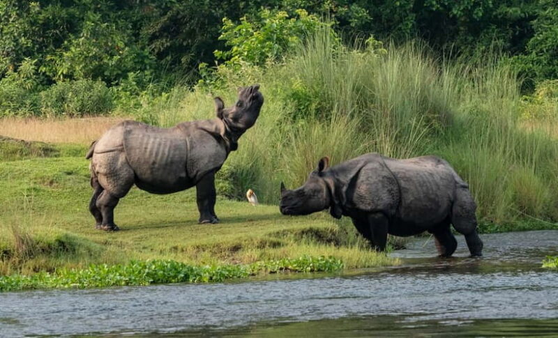 From Kathmandu/Pokhara: 3-Day Chitwan National Park Tour - Practical Tips for Travelers