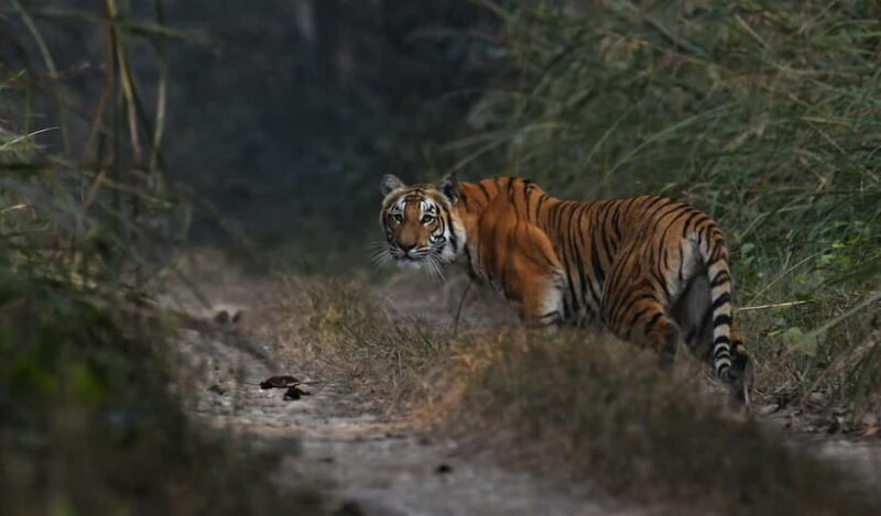 From Kathmandu/Pokhara: 3-Day Chitwan National Park Tour - Final Thoughts