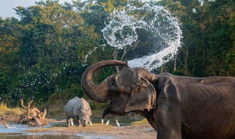 From Kathmandu/Pokhara: 3-Day Chitwan National Park Tour - FAQ