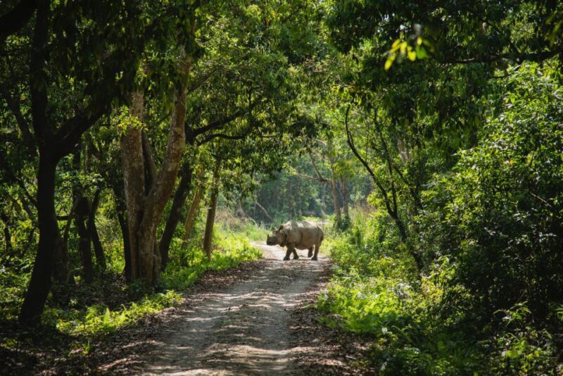 From Kathmandu/Pokhara: Private 3-Day Chitwan Safari Tour - Detailed Breakdown of the Itinerary