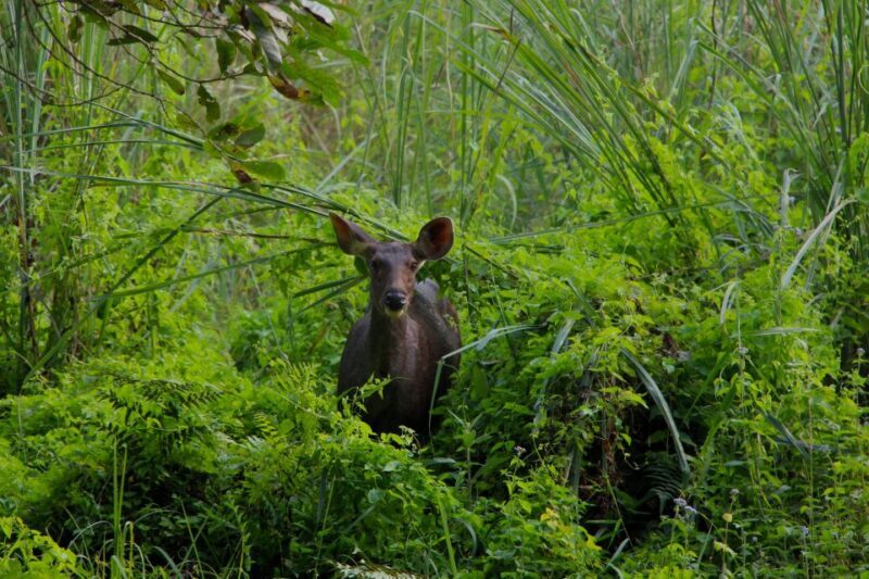 From Kathmandu/Pokhara: Private 3-Day Chitwan Safari Tour - What’s Included and Why It Matters