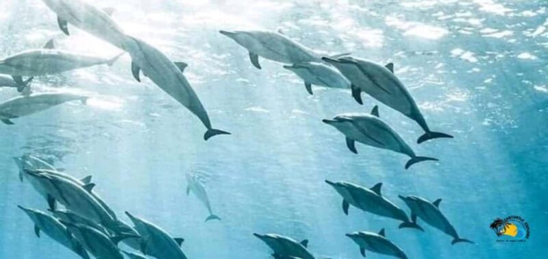 From Kendwa/Nungwi: Mnemba Dolphins with Snorkel Tour - Key Points