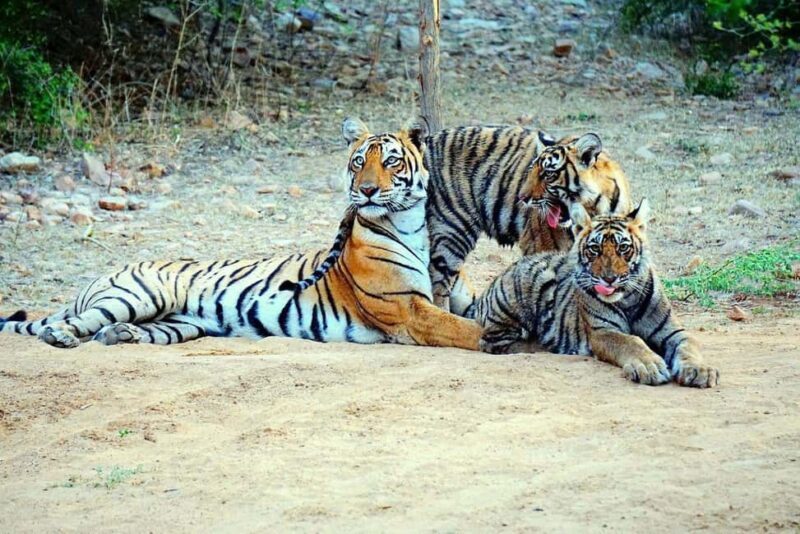 From Khajuraho: Panna Tiger Safari Tour for 1 Night 2 Days - Who Should Consider This Tour?