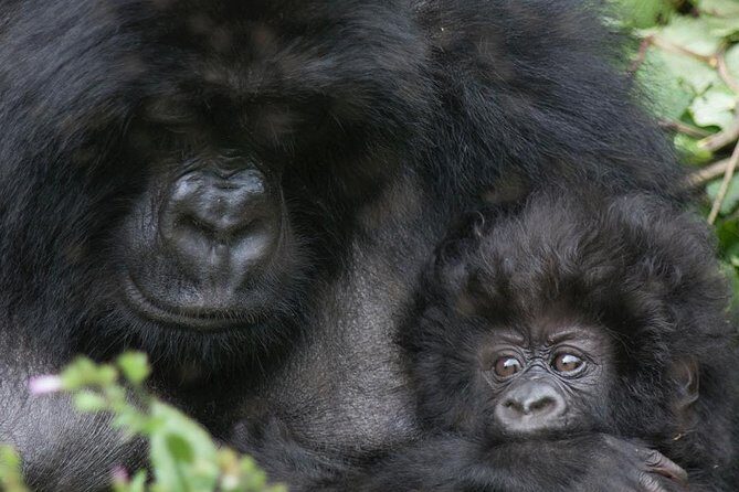 From Kigali: 10 Hour Day-trip Rwanda Gorilla Trekking with Lunch - An In-Depth Review of the Rwanda Gorilla Trekking Day-Trip
