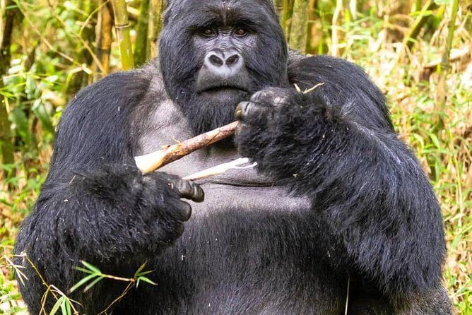 From Kigali: 10 Hour Day-trip Rwanda Gorilla Trekking with Lunch - Frequently Asked Questions