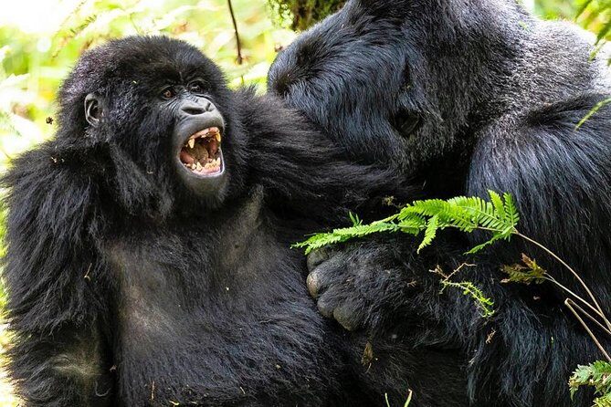 From Kigali: 10 Hour Day-trip Rwanda Gorilla Trekking with Lunch - Final Thoughts