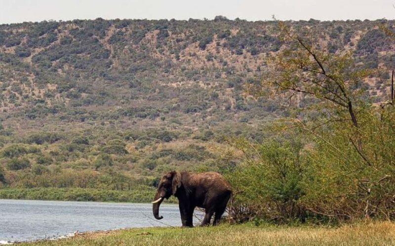 From Kigali: 2-Day Akagera National Park Safari - Who Will Enjoy This Tour?