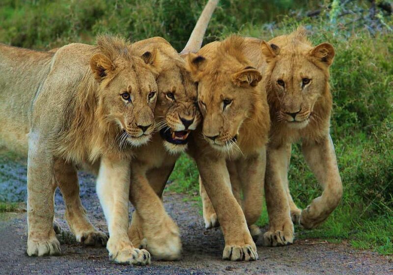 From Kigali: 2-Day Akagera National Park Safari with Boat - Practical Details & Tips