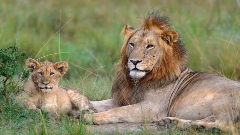 From Kigali: 2-Day Akagera National Park Safari with Boat - Final Thoughts