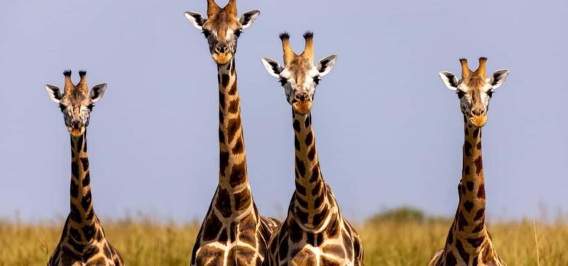 From Kigali: 2-Day Akagera National Park Safari with Boat - FAQ