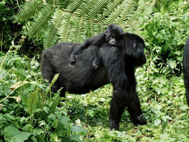 From Kigali: 2-Day Gorilla Trek in Bwindi - From Kigali: 2-Day Gorilla Trek in Bwindi – A Practical and Authentic Wildlife Adventure