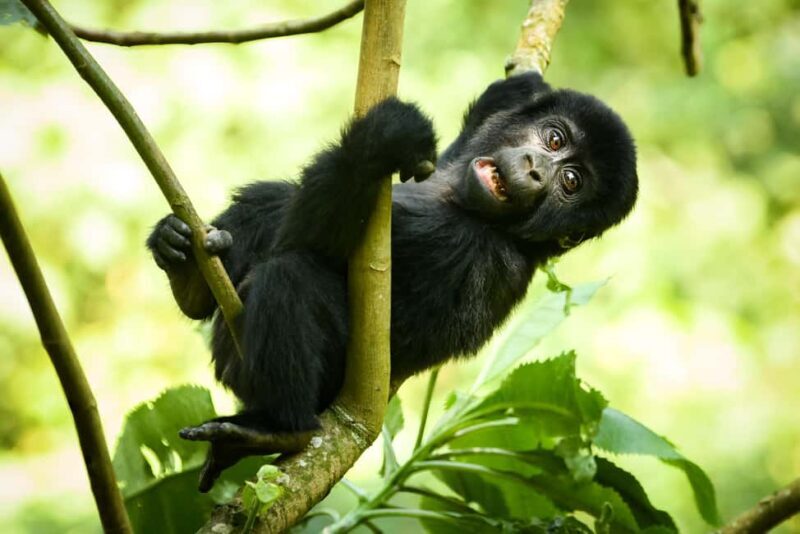 From Kigali: 2-Day Gorilla Trek in Bwindi - Authentic Experiences and Practical Considerations