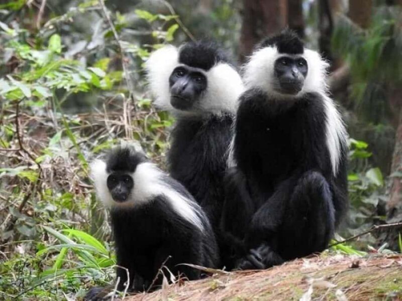 From Kigali: 2-Day Nyungwe National Park with Chimps Tour - Key Points