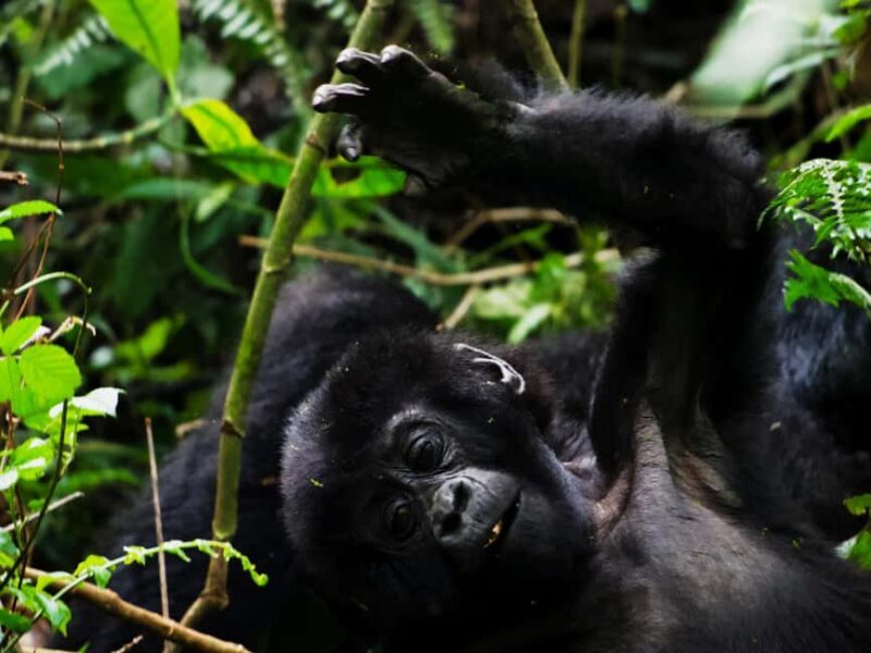 From Kigali: 2-Day Uganda Gorilla Trekking Budget Safari - Introduction