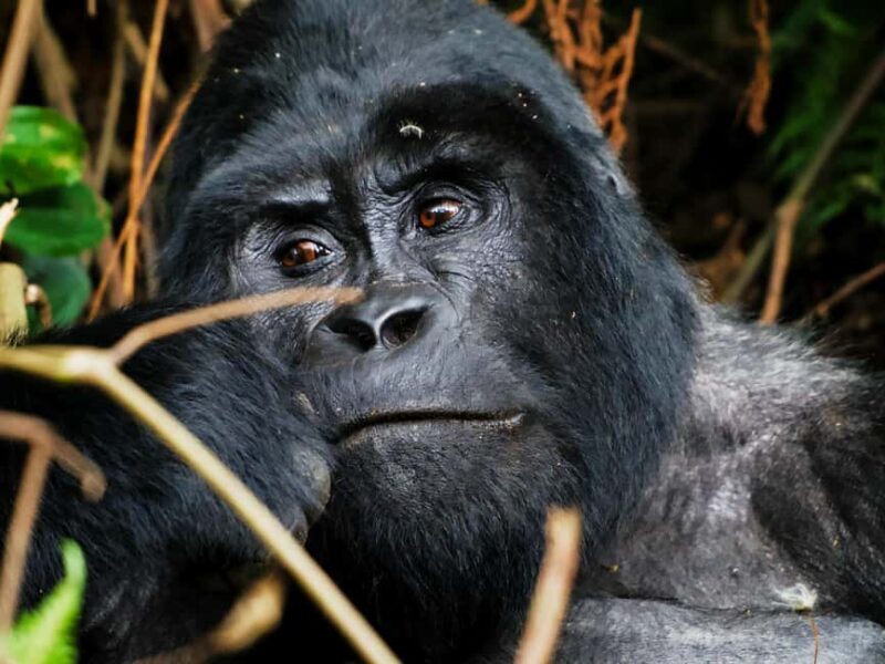 From Kigali: 2-Day Uganda Gorilla Trekking Budget Safari - What’s Included & What’s Not
