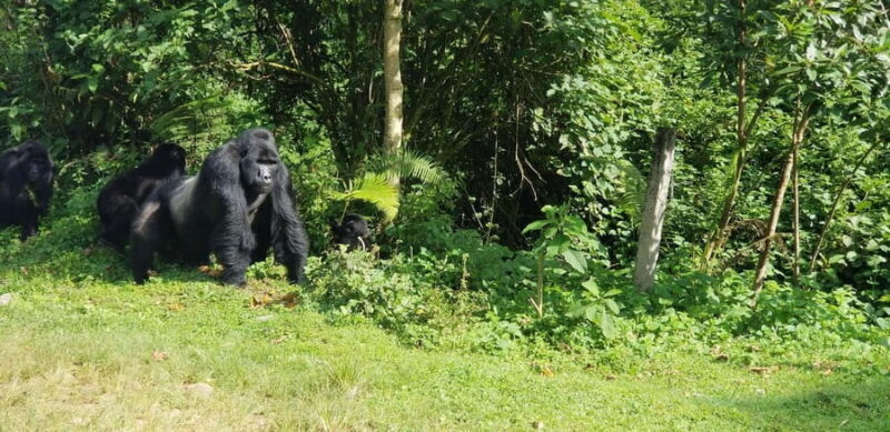 From Kigali: 2-Day Uganda Gorilla Trekking Budget Safari - Final Thoughts: Who Should Consider This Tour?