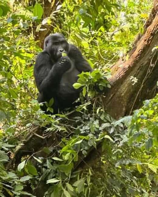 From Kigali: 3-Day Bwindi Gorilla Trekking & Lake Bunyonyi - The Experience in Context