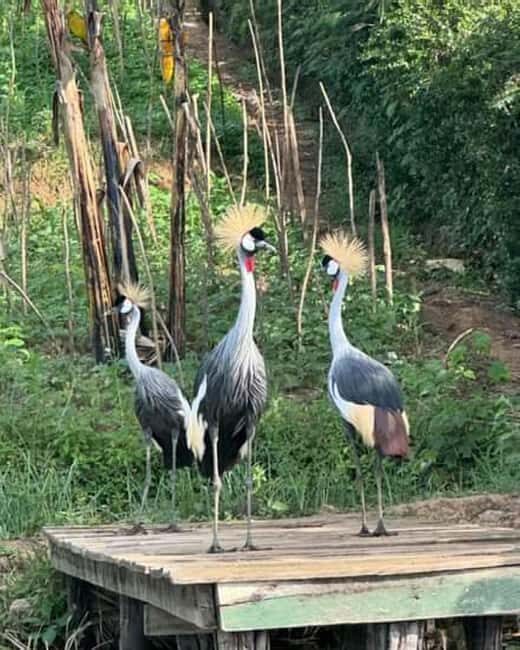 From Kigali: 3-Day Bwindi Gorilla Trekking & Lake Bunyonyi - FAQ