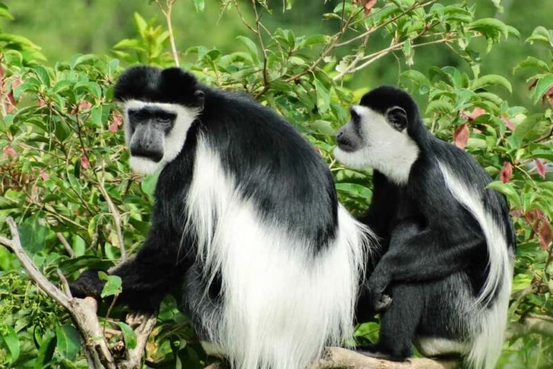 From Kigali: 4-Day Akagera Safari and Chimpanzee Trekking - Key Points