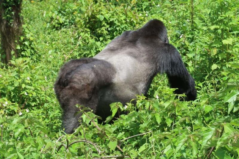 From Kigali: 4-Day Gorilla and Chimps Trekking Safari - Detailed Review of the 4-Day Safari Experience
