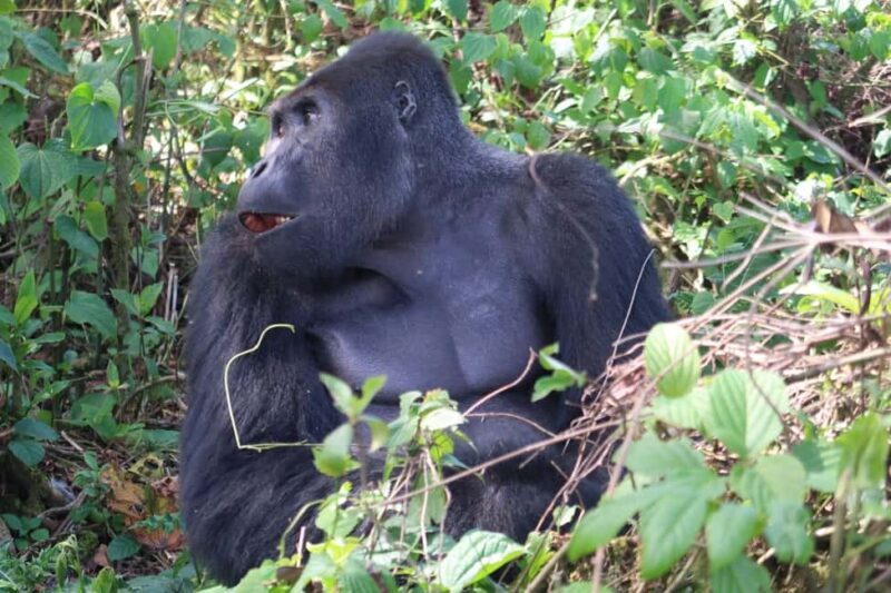 From Kigali: 4-Day Gorilla and Chimps Trekking Safari - The Value of the Experience