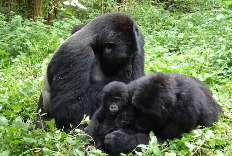 From Kigali: 4-Day Gorilla and Golden Monkey Safari - A Deep Dive into the 4-Day Rwanda Safari