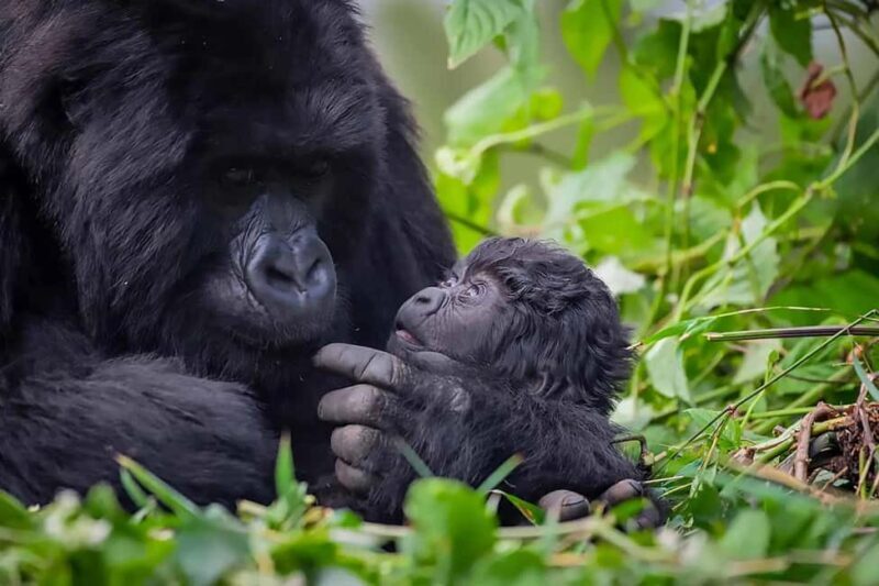 From Kigali: 5-Day Rwanda Highlights Tour - FAQ