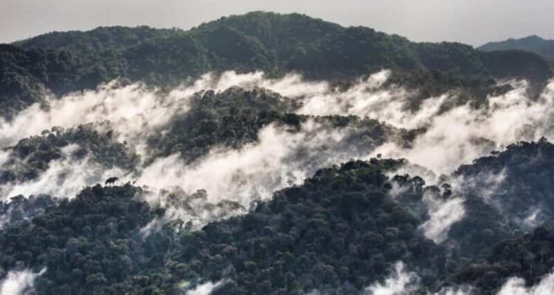 From Kigali: Canopy Walkway Day Trip in Nyungwe Forest - Practical Tips for a Smooth Trip