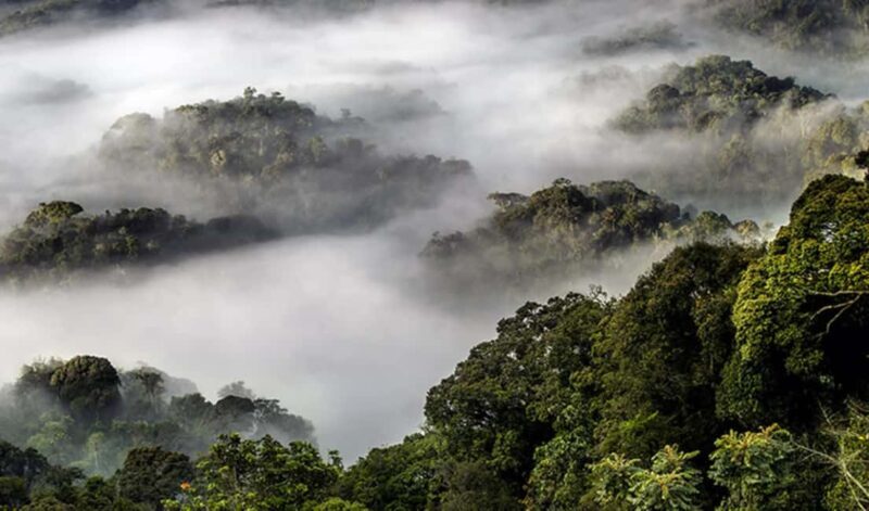 From Kigali: Canopy Walkway Day Trip in Nyungwe Forest - The Sum Up