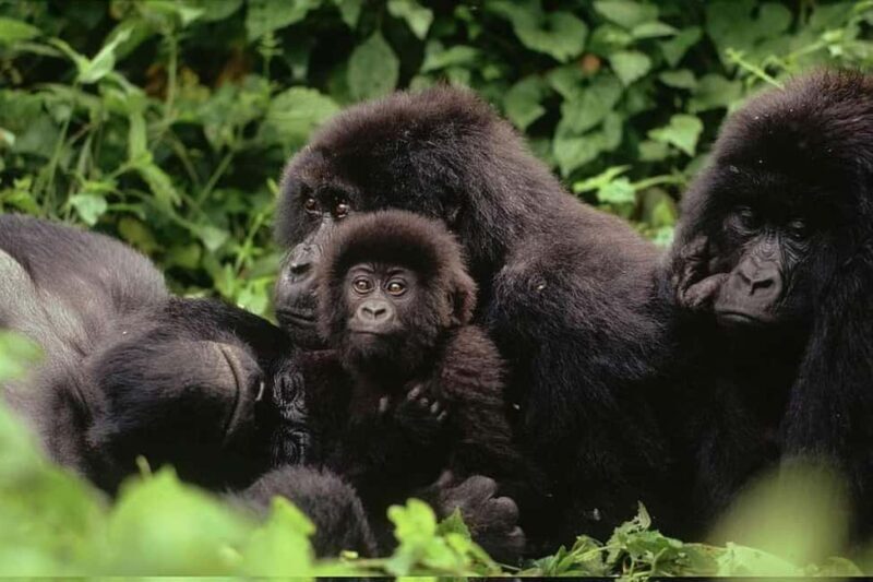 From Kigali, Rwanda: Guided gorilla trekking experience - What to Expect on Your Gorilla Trekking Tour