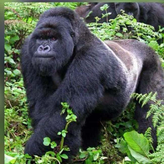 From Kigali, Rwanda: Guided gorilla trekking experience - Practical Tips for the Trek