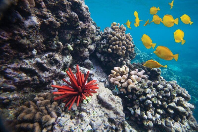 From Kihei: Molokini Crater and Turtle Town Snorkeling - Detailed Breakdown of the Itinerary