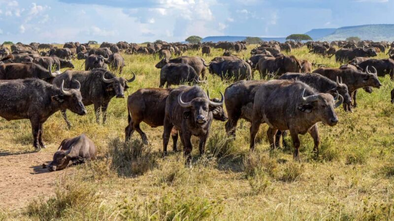 From Kilimanjaro to Mombasa: 14-Day Safari and Beaches Tour - Key Points