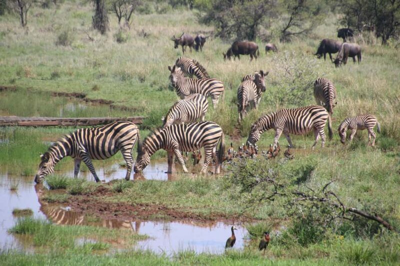 From Kilimanjaro to Mombasa: 14-Day Safari and Beaches Tour - Final Thoughts