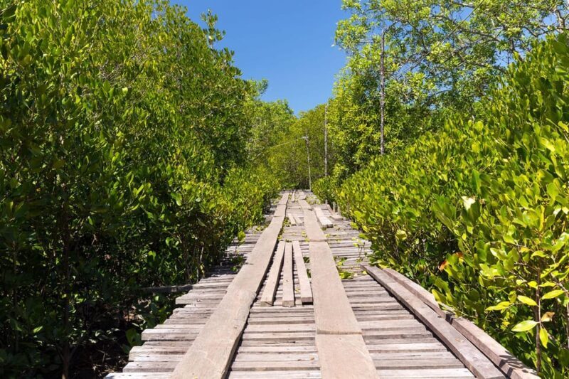 From Ko Lanta: Mangrove Eco-Excursion by Longtail Boat - Why This Tour Delivers Value