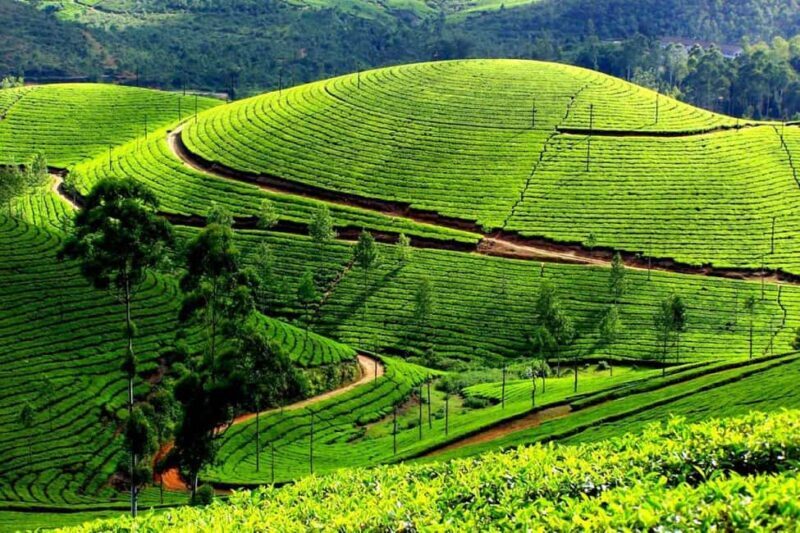 From Kochi:- 02 Days, Munnar Nature Beauty Hill Station Tour - Summing Up the Experience