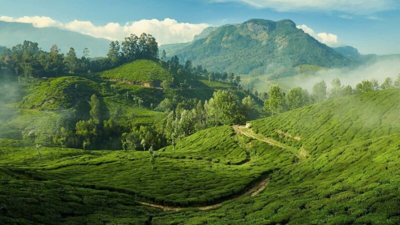 From Kochi:- 02 Days, Munnar Nature Beauty Hill Station Tour - FAQ: Your Practical Questions Answered